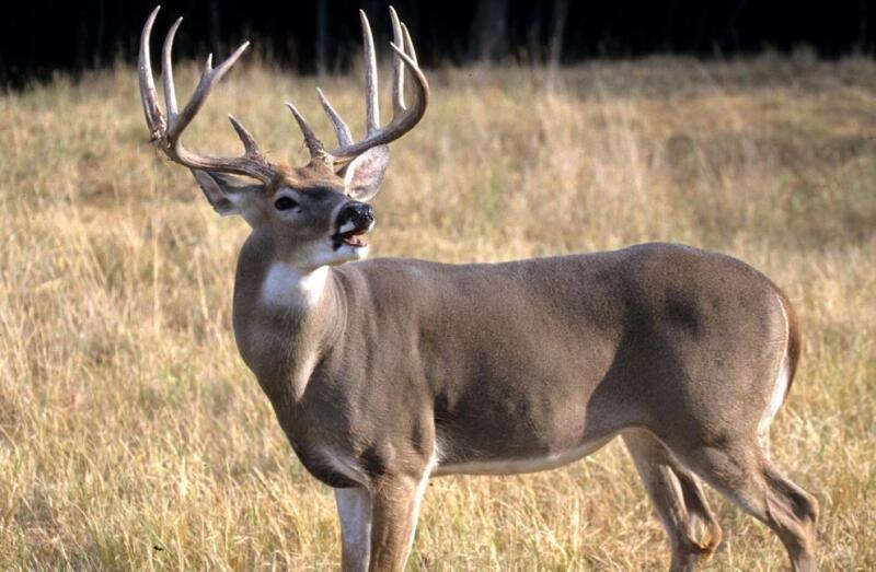 Deer harvest of 145,000 fifth largest in Kentucky history