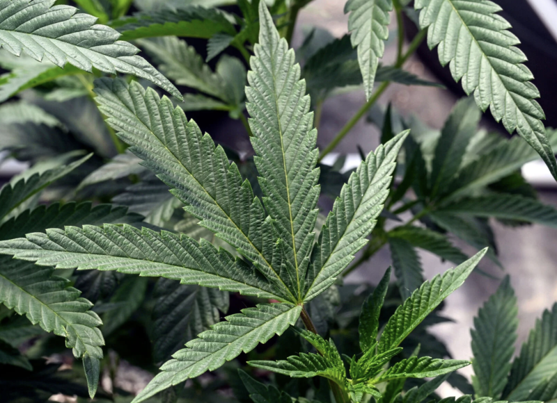 It's possible to get addicted to pot. Here's what to know