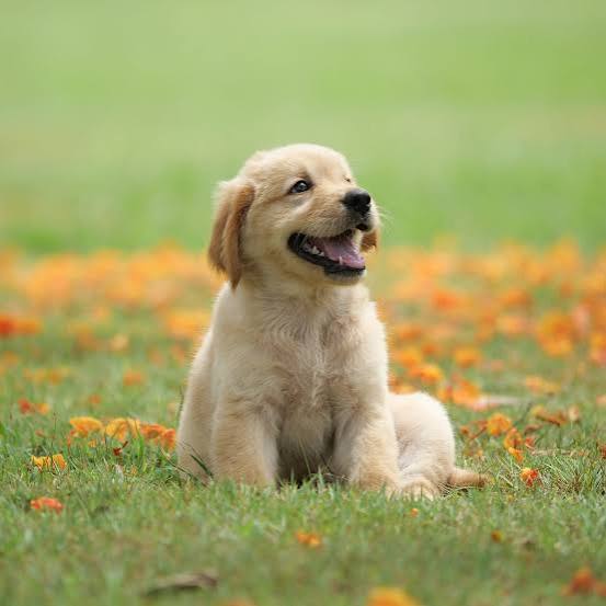 Outdoor Truths - Dogs
